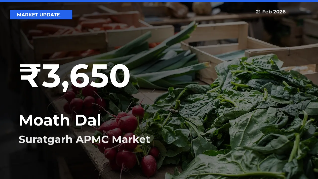 Moath Dal Mandi Rate Today: 30-Day Low Recorded in Suratgarh APMC