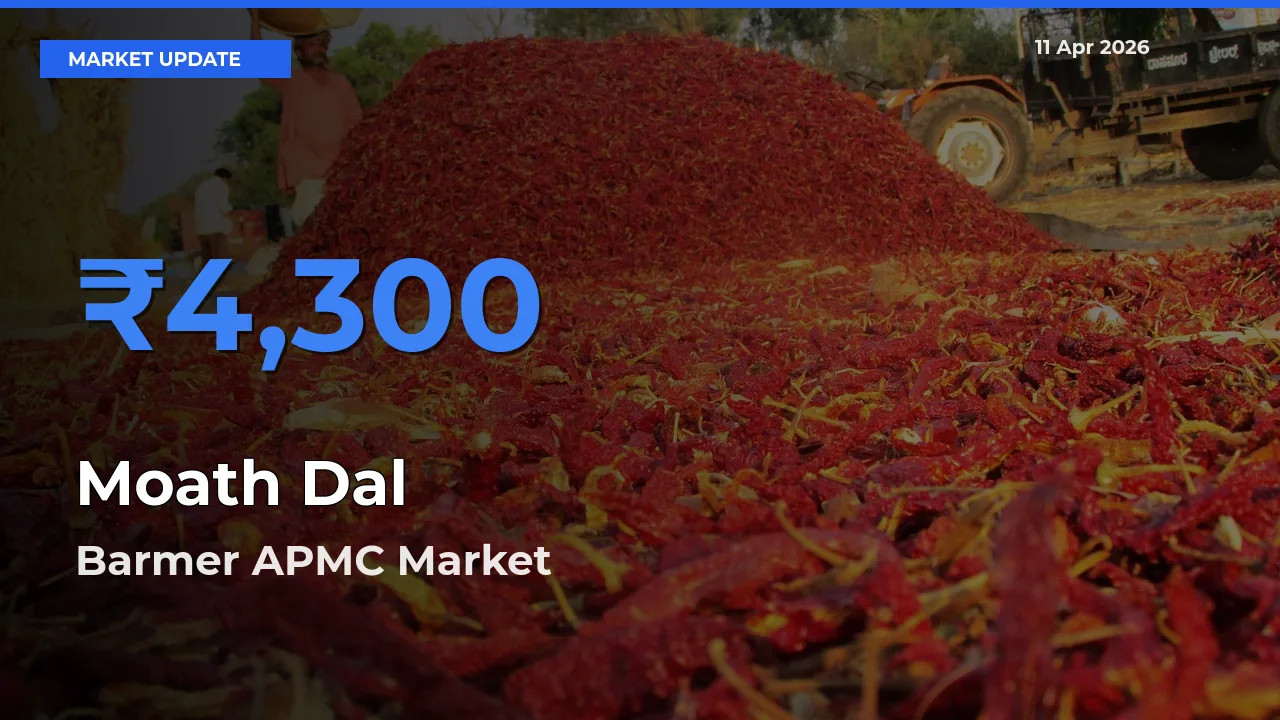 Barmer APMC Offers ₹4,300 – Highest Moath Dal Rate Today