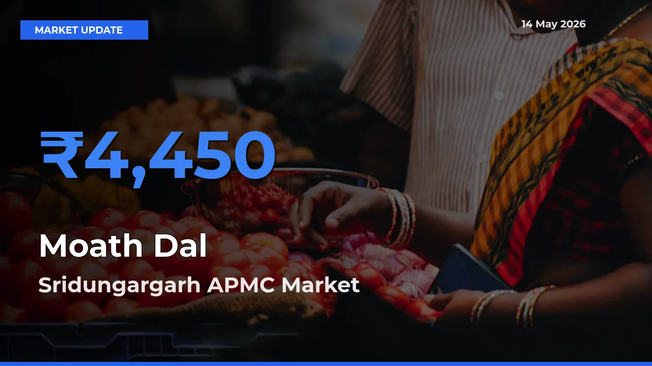 Sridungargarh APMC Offers ₹4,450 – Highest Moath Dal Rate Today