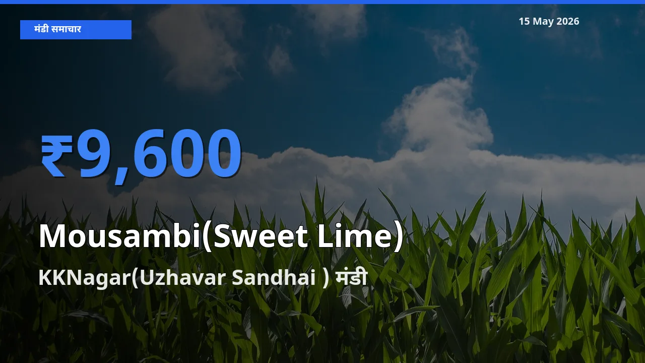 KKNagar(Uzhavar Sandhai ) मंडी में मौसंबी ₹9,600 पर पहुँचा – आज का सर्वोच्च भाव