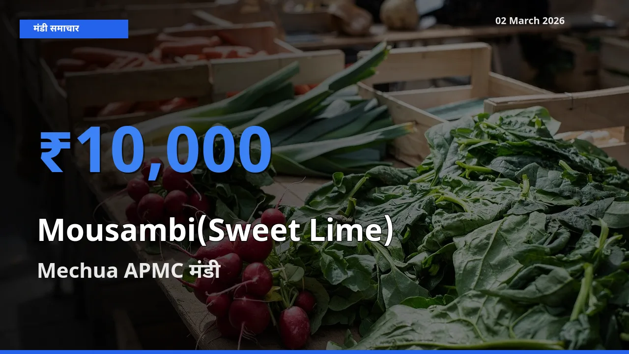 आज मौसंबी के सबसे ऊँचे दाम ₹10,000 Mechua APMC मंडी में