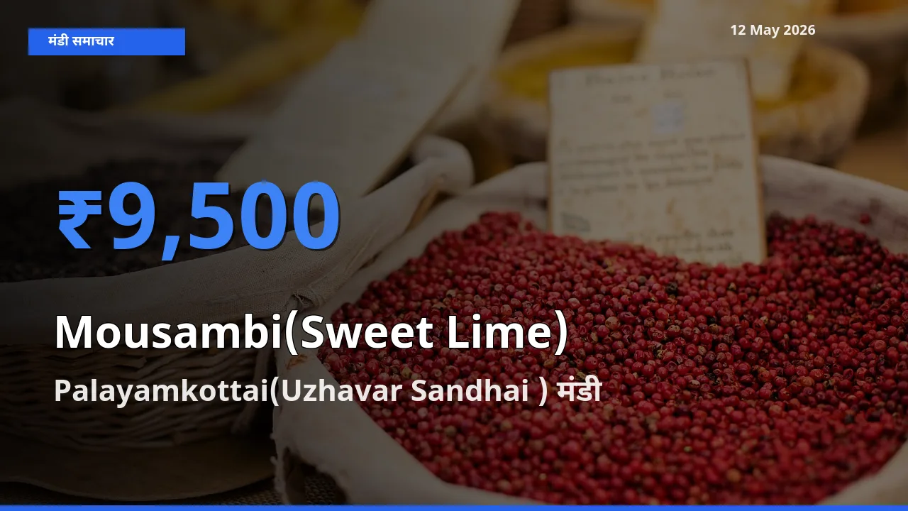 आज का मंडी भाव: मौसंबी के सबसे ज़्यादा दाम Palayamkottai(Uzhavar Sandhai ) में