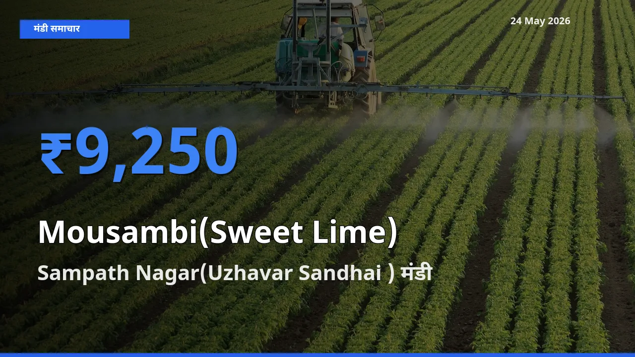 टॉप मंडी बना Sampath Nagar(Uzhavar Sandhai )! मौसंबी के सबसे ऊँचे दाम यहीं दर्ज