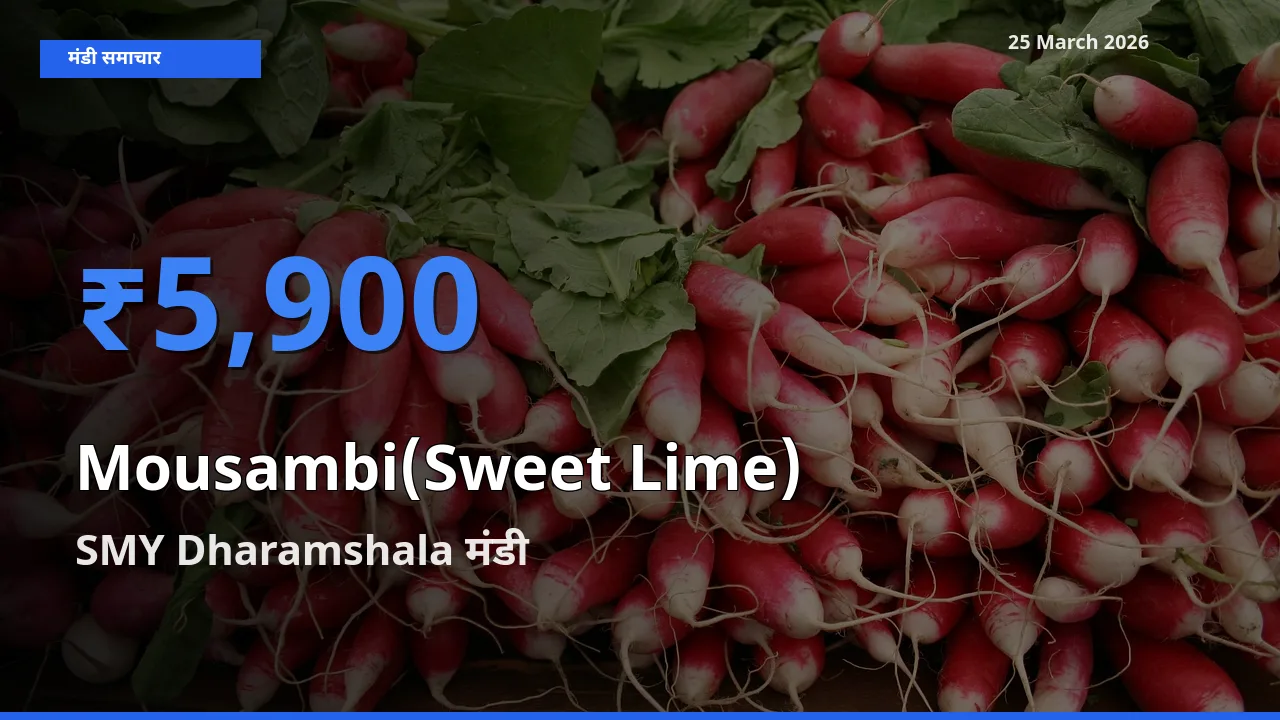 आज मौसंबी के सबसे ऊँचे दाम ₹5,900 SMY Dharamshala मंडी में