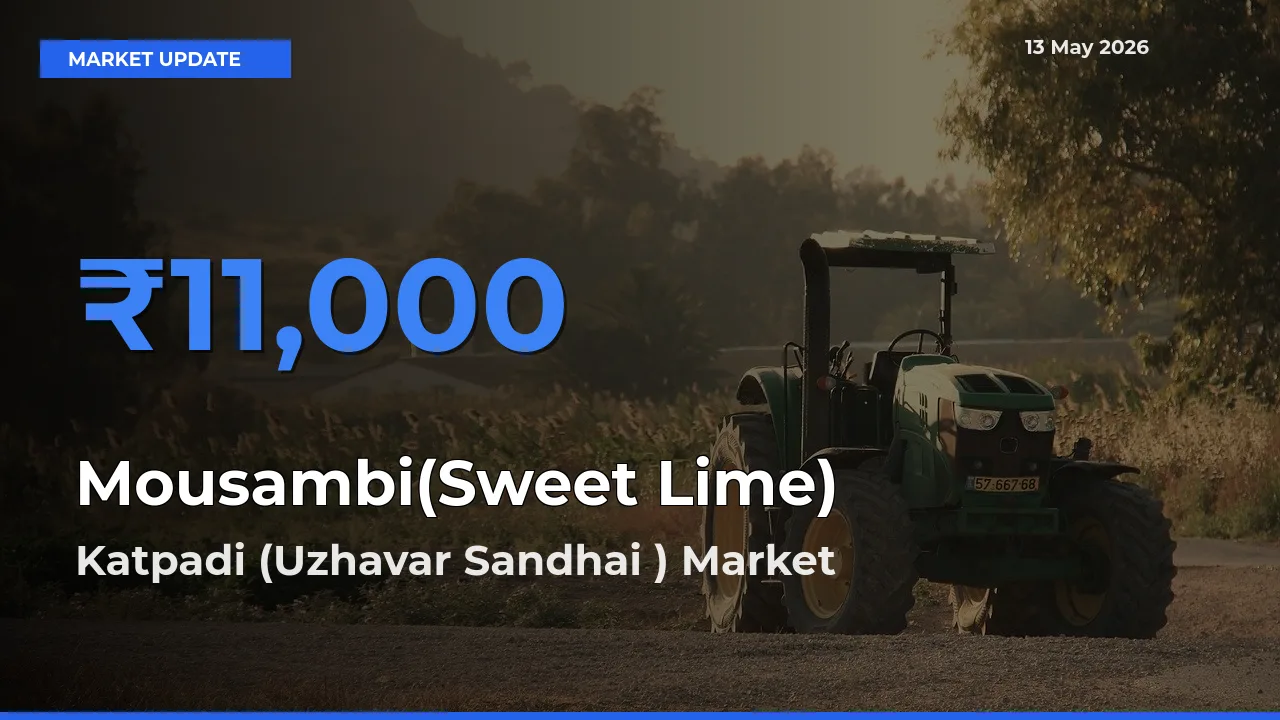 Katpadi (Uzhavar Sandhai ) Offers ₹11,000 – Highest Mousambi(Sweet Lime) Rate Today