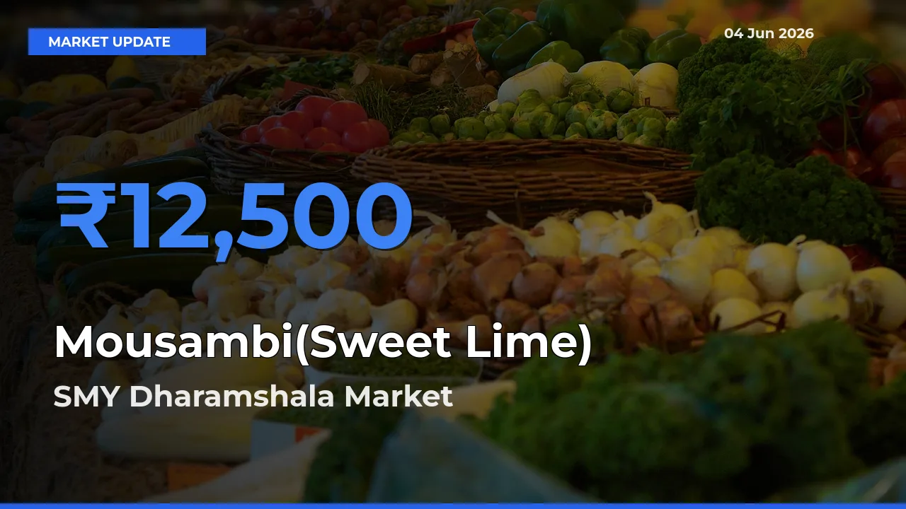 Top Performer! SMY Dharamshala Offers Best Mousambi(Sweet Lime) Price Today
