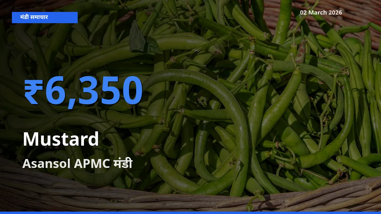आज Mustard के सबसे ज़्यादा दाम Asansol APMC मंडी में दर्ज