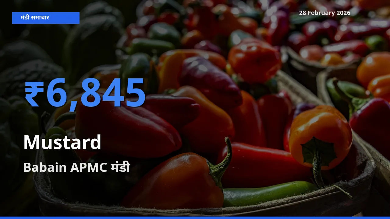 टॉप मंडी बना Babain APMC! Mustard के सबसे ऊँचे दाम यहीं दर्ज