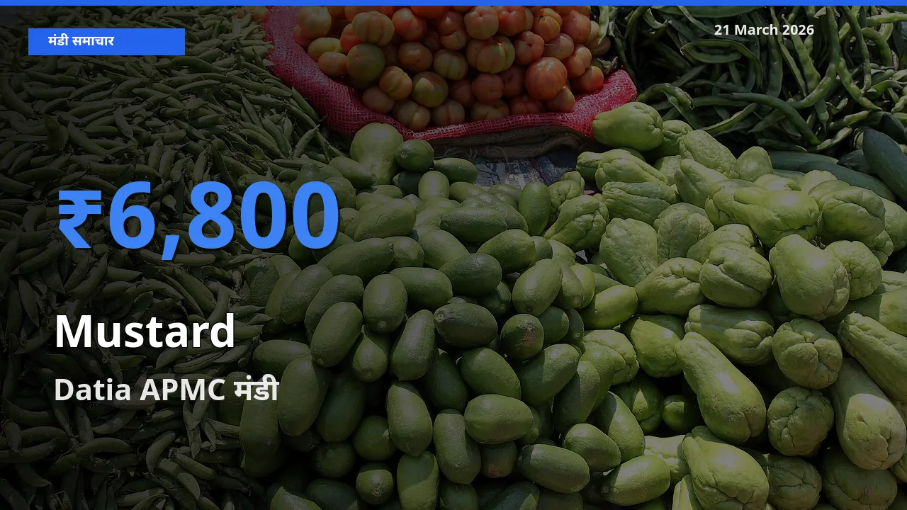 Datia APMC मंडी में सरसों ₹6,800 पर पहुँचा – आज का सर्वोच्च भाव