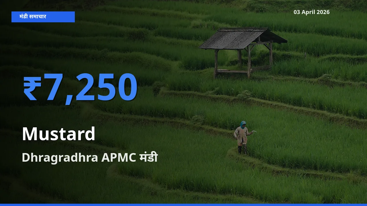 किसानों की पसंद बना Dhragradhra APMC, सरसों के सबसे अच्छे दाम