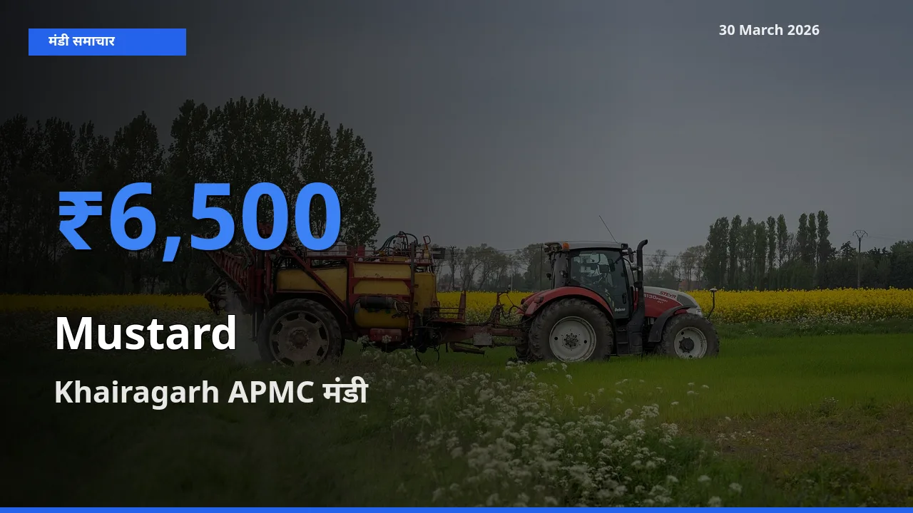 Khairagarh APMC मंडी में सरसों ₹6,500 पर पहुँचा – आज का सर्वोच्च भाव