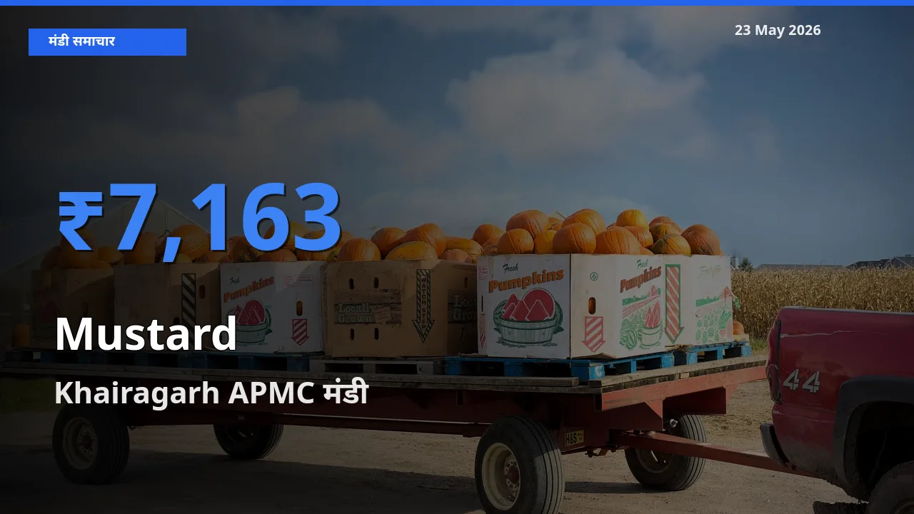 आज सरसों के सबसे ऊँचे दाम ₹7,163 Khairagarh APMC मंडी में