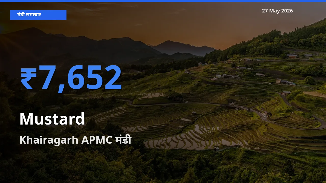टॉप मंडी बना Khairagarh APMC! सरसों के सबसे ऊँचे दाम यहीं दर्ज