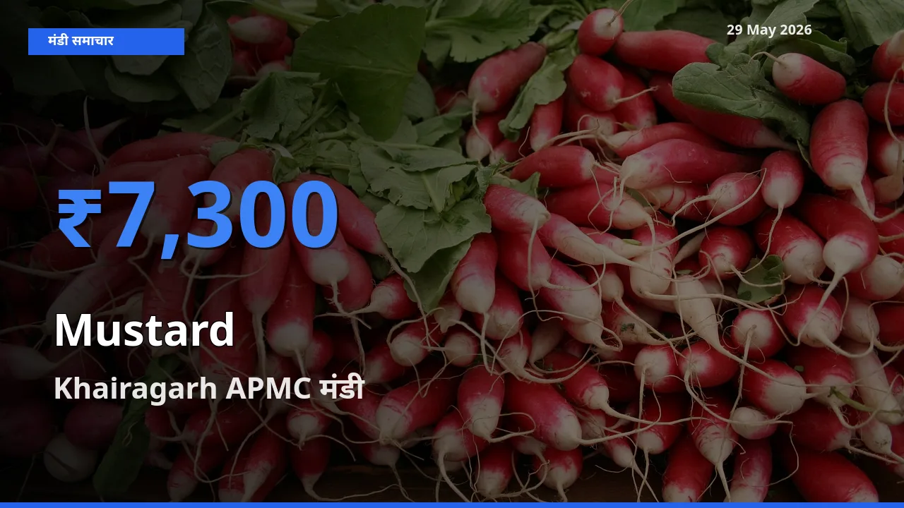 आज सरसों के सबसे ऊँचे दाम ₹7,300 Khairagarh APMC मंडी में