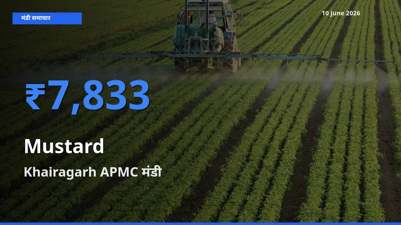 Khairagarh APMC मंडी में सरसों ₹7,833 पर पहुँचा – आज का सर्वोच्च भाव