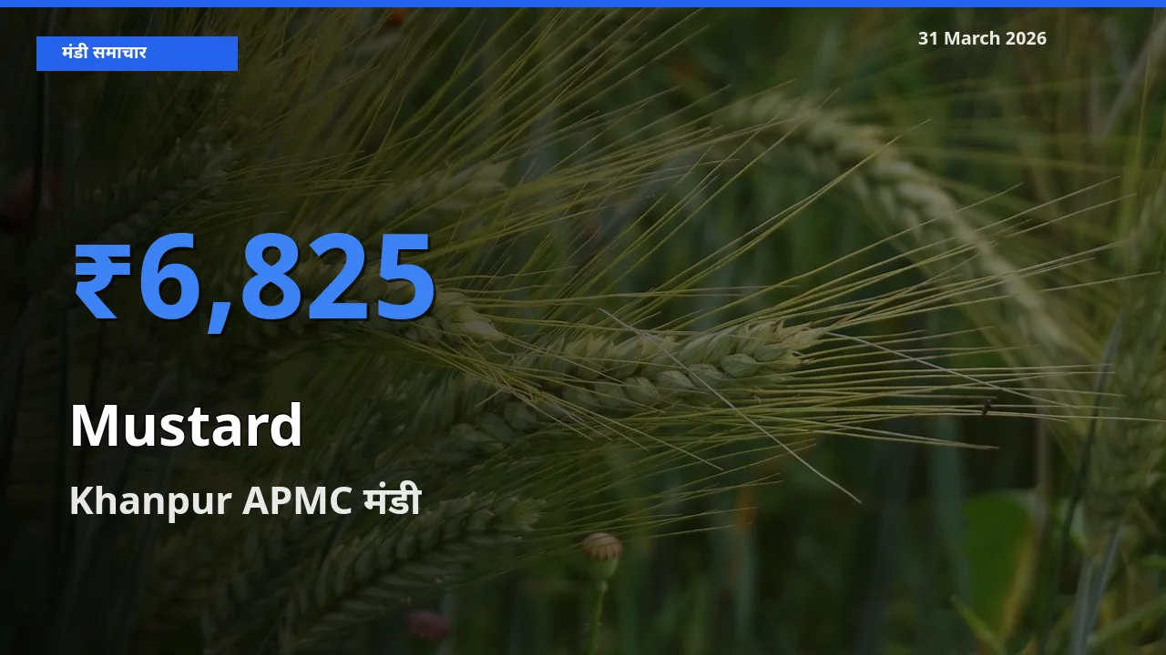 किसानों की पसंद बना Khanpur APMC, सरसों के सबसे अच्छे दाम