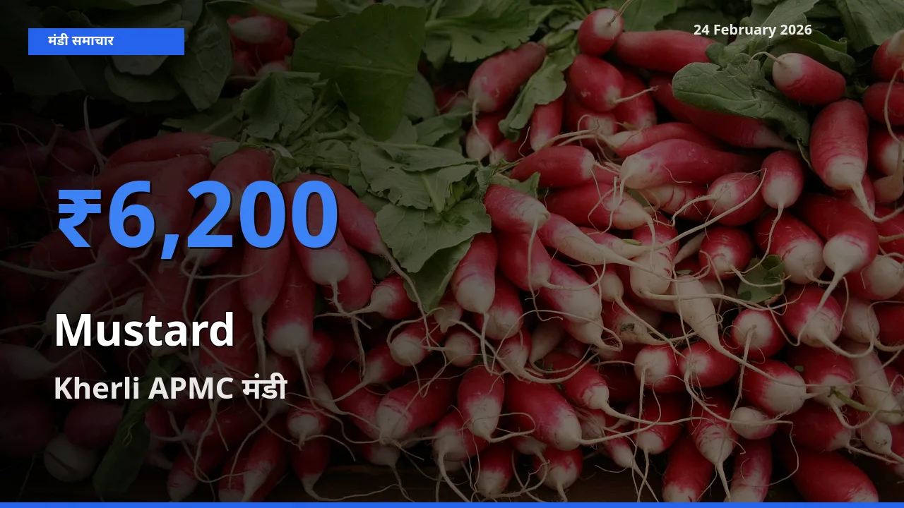 Kherli APMC मंडी में Mustard ₹6,200 पर पहुँचा – आज का सर्वोच्च भाव
