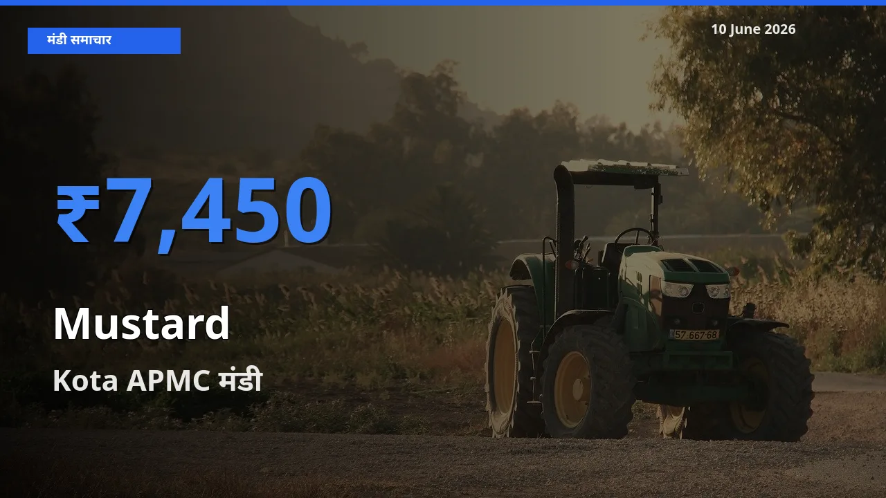 आज का मंडी भाव: सरसों के सबसे ज़्यादा दाम Kota APMC में