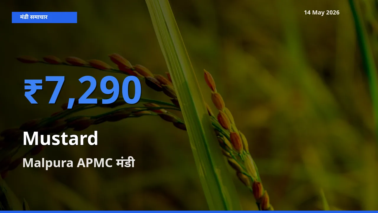 आज सरसों के सबसे ऊँचे दाम ₹7,290 Malpura APMC मंडी में