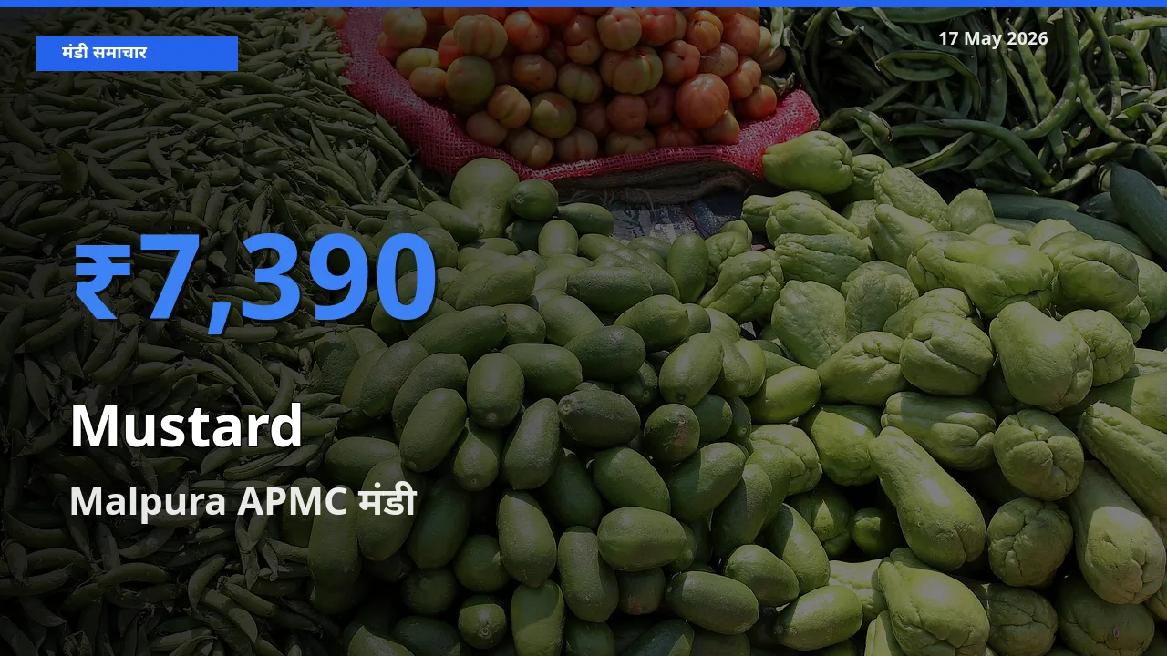 आज सरसों के सबसे ज़्यादा दाम Malpura APMC मंडी में दर्ज