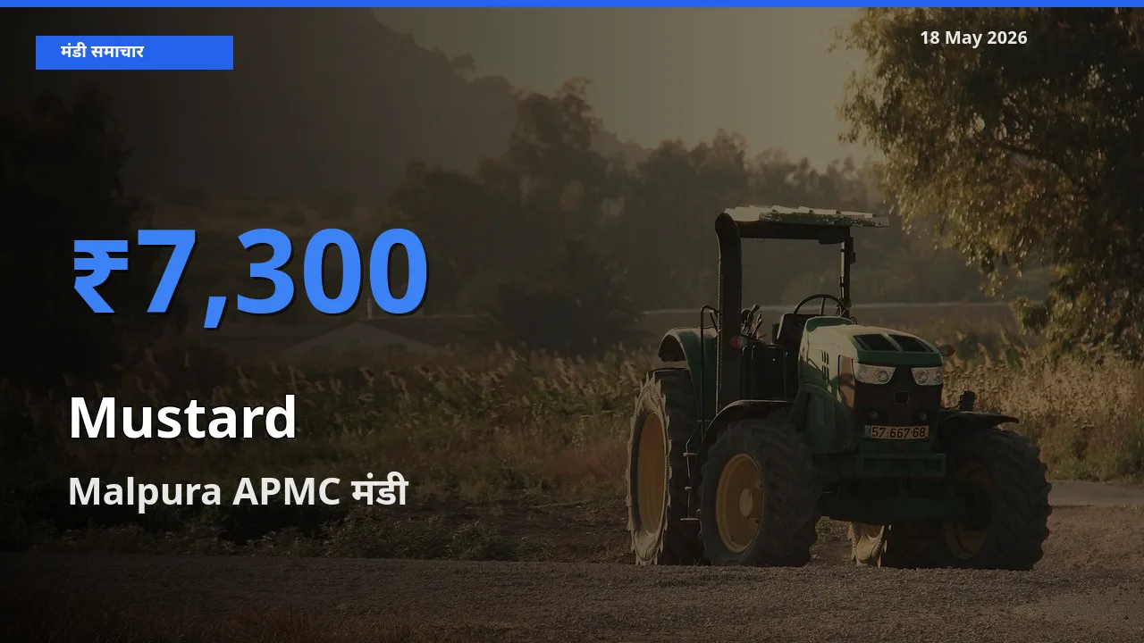 18 May अपडेट: सरसों के सबसे ऊँचे दाम Malpura APMC मंडी में