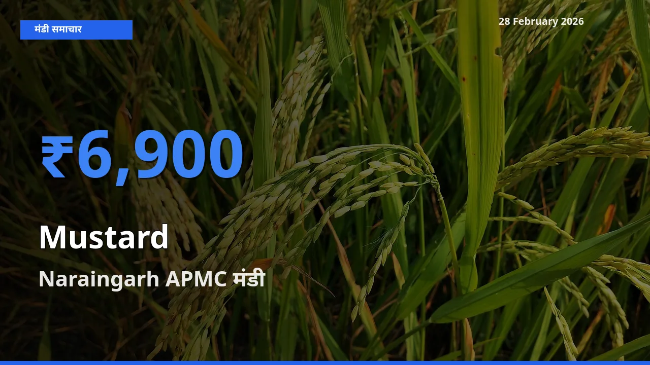 आज Mustard के सबसे ऊँचे दाम ₹6,900 Naraingarh APMC मंडी में