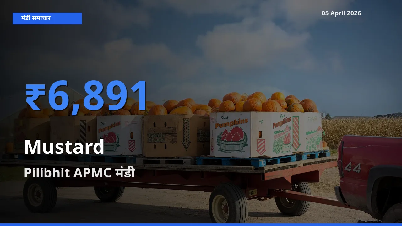 Pilibhit APMC मंडी में आज सरसों के सबसे ऊँचे दाम दर्ज