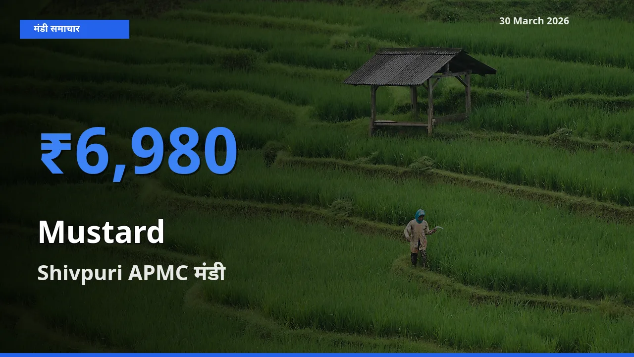 Shivpuri APMC मंडी में सरसों ₹6,980 पर पहुँचा – आज का सर्वोच्च भाव