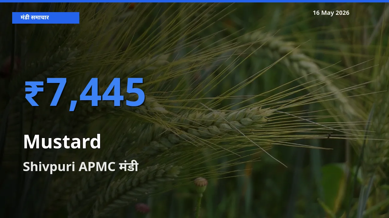 16 May अपडेट: सरसों के सबसे ऊँचे दाम Shivpuri APMC मंडी में