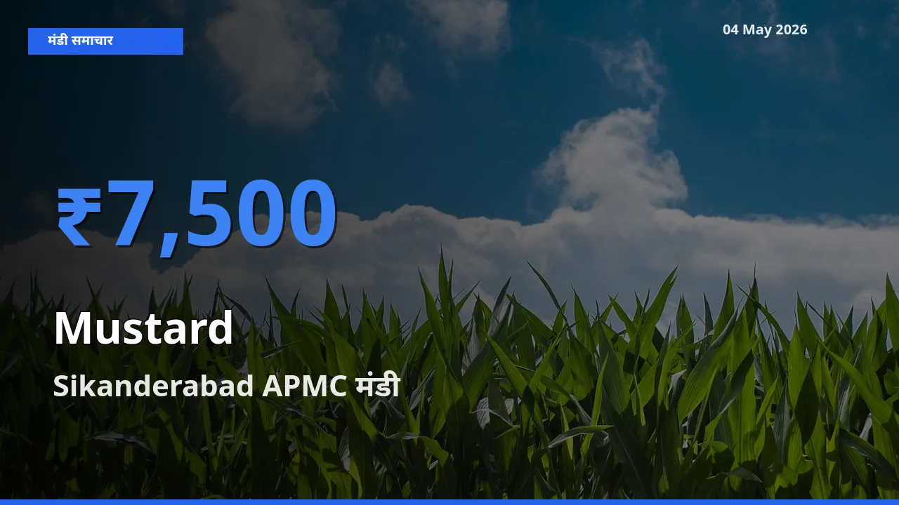 टॉप मंडी बना Sikanderabad APMC! सरसों के सबसे ऊँचे दाम यहीं दर्ज