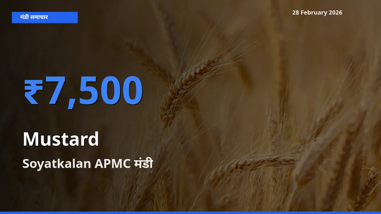 आज Mustard के सबसे ऊँचे दाम ₹7,500 Soyatkalan APMC मंडी में