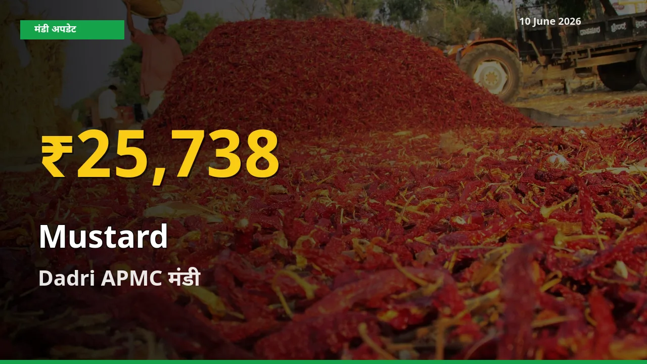 Dadri APMC में सरसों ₹25,738 पर पहुँचा – अब तक का उच्चतम भाव