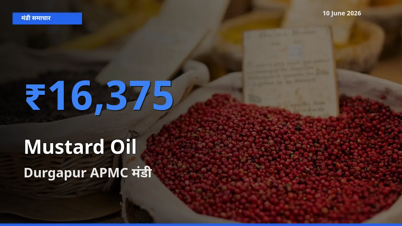 Durgapur APMC में सरसों का तेल का आज सबसे ऊँचा भाव