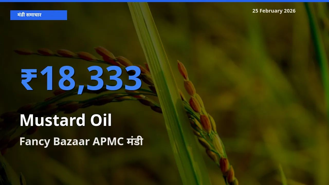 टॉप मंडी बना Fancy Bazaar APMC! Mustard Oil के सबसे ऊँचे दाम यहीं दर्ज