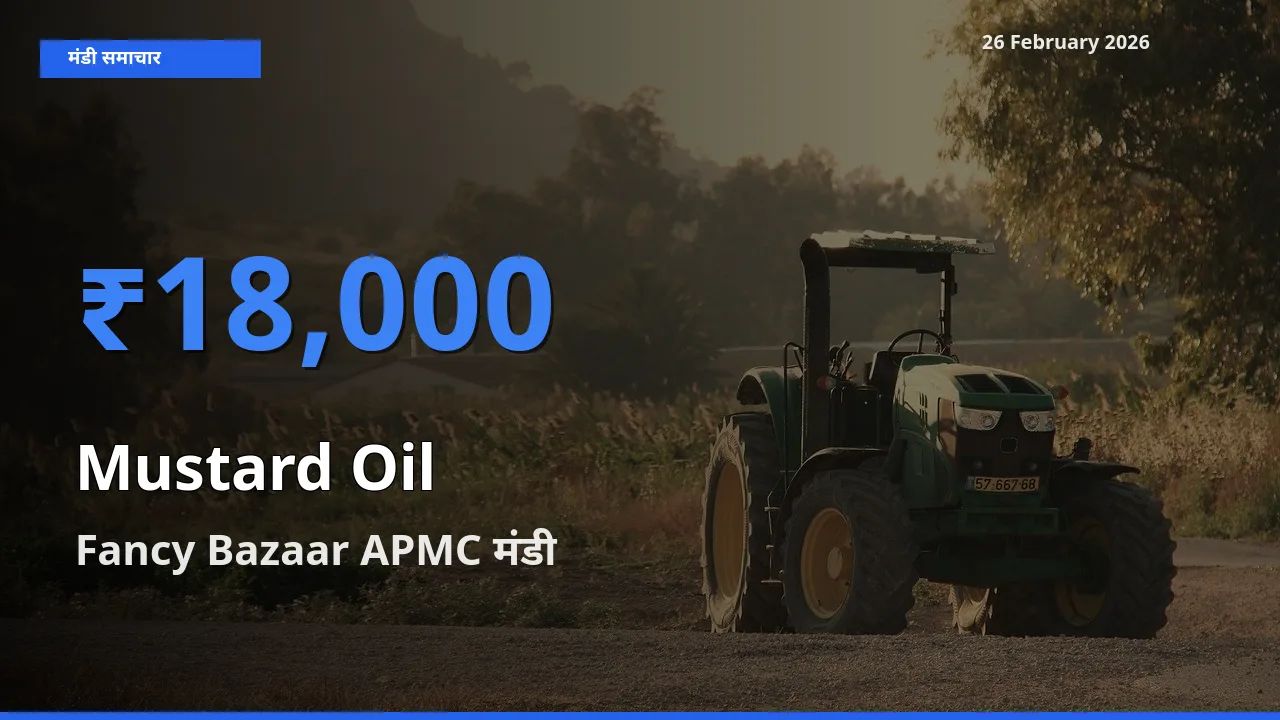 Fancy Bazaar APMC में Mustard Oil का आज सबसे ऊँचा भाव