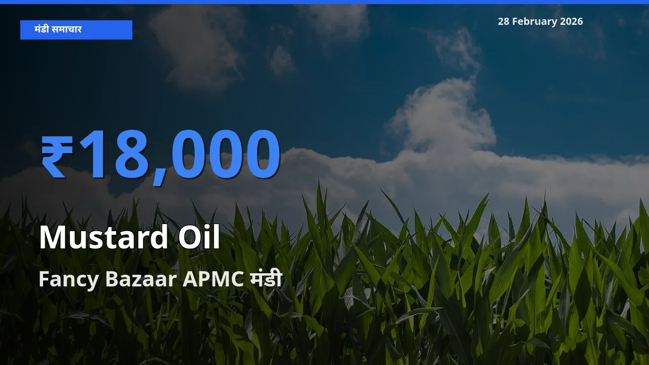 किसानों की पसंद बना Fancy Bazaar APMC, Mustard Oil के सबसे अच्छे दाम