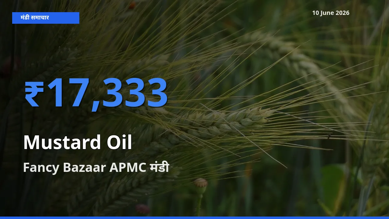 Fancy Bazaar APMC में सरसों का तेल का आज सबसे ऊँचा भाव