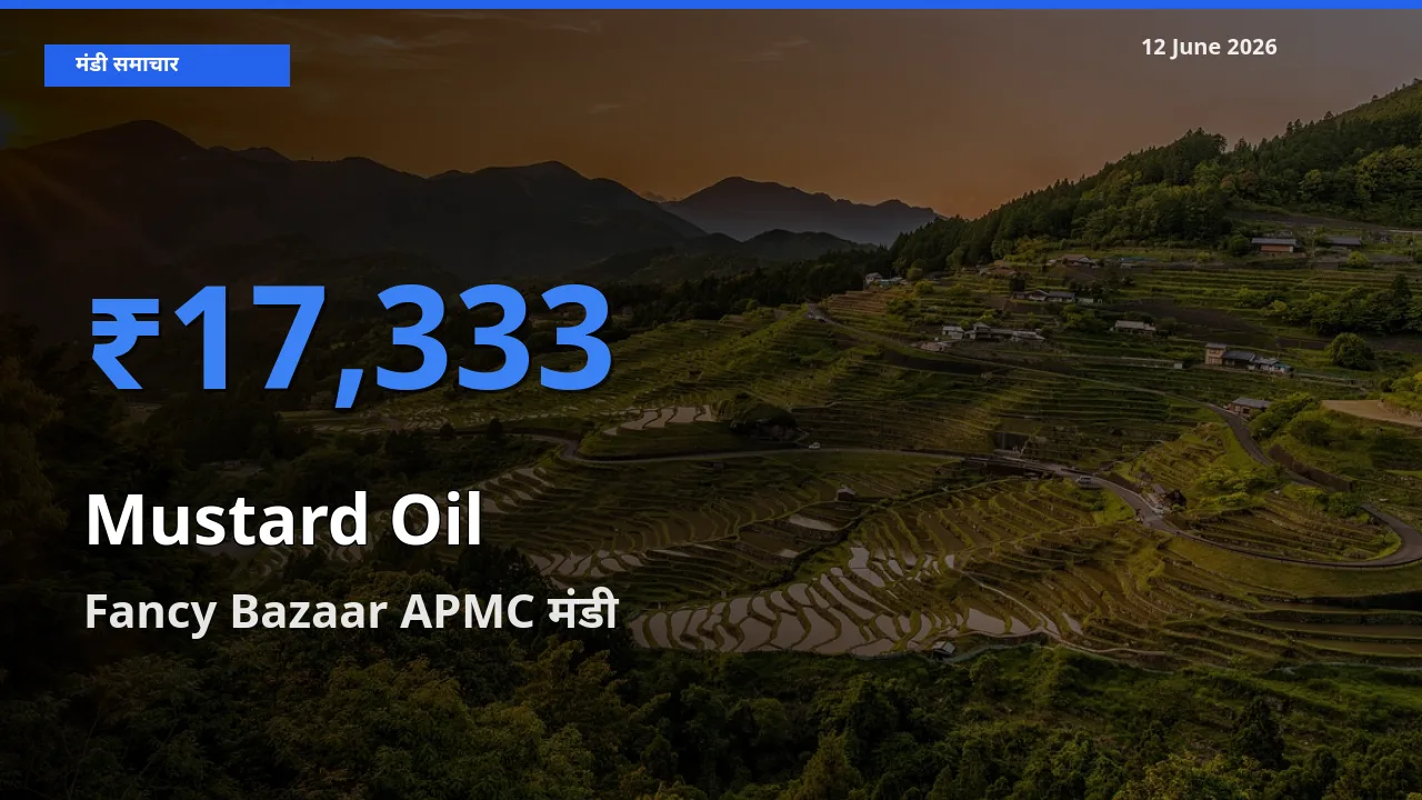 Fancy Bazaar APMC मंडी में सरसों का तेल ₹17,333 पर पहुँचा – आज का सर्वोच्च भाव