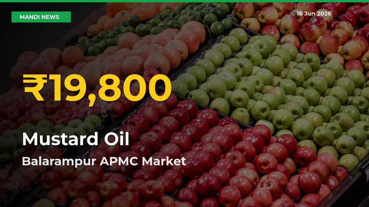 Why Mustard Oil Prices Are Climbing in Balarampur APMC – Today’s New High Explained