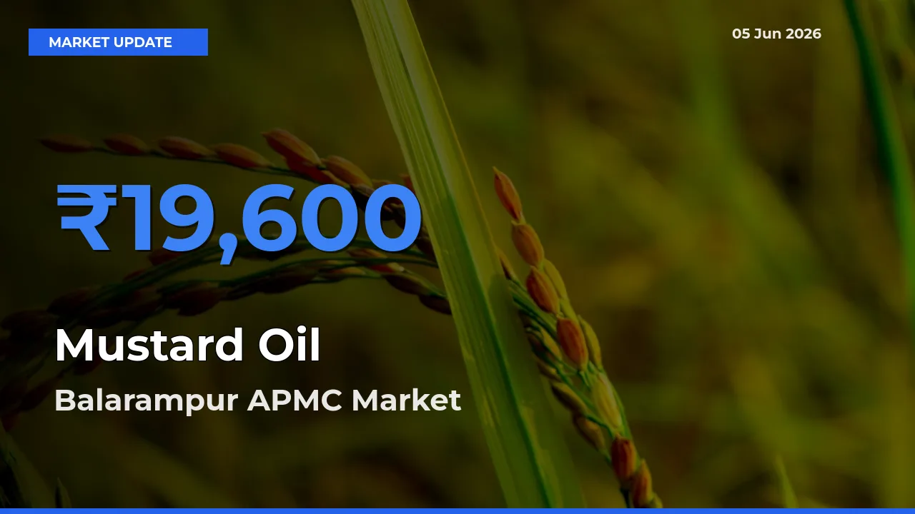Top Performer! Balarampur APMC Offers Best Mustard Oil Price Today