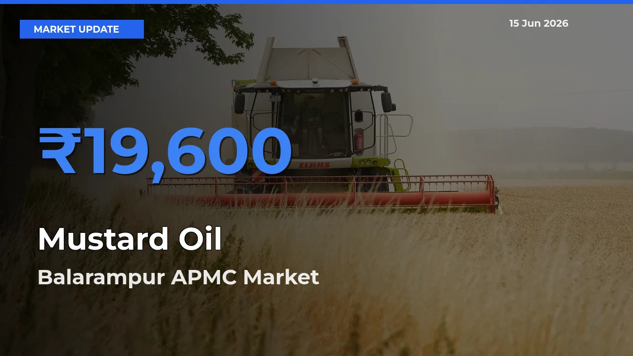 Balarampur APMC Emerges as Top Mandi for Mustard Oil Prices Today