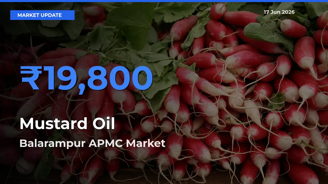 Market Watch: Balarampur APMC Becomes Top Mandi for Mustard Oil