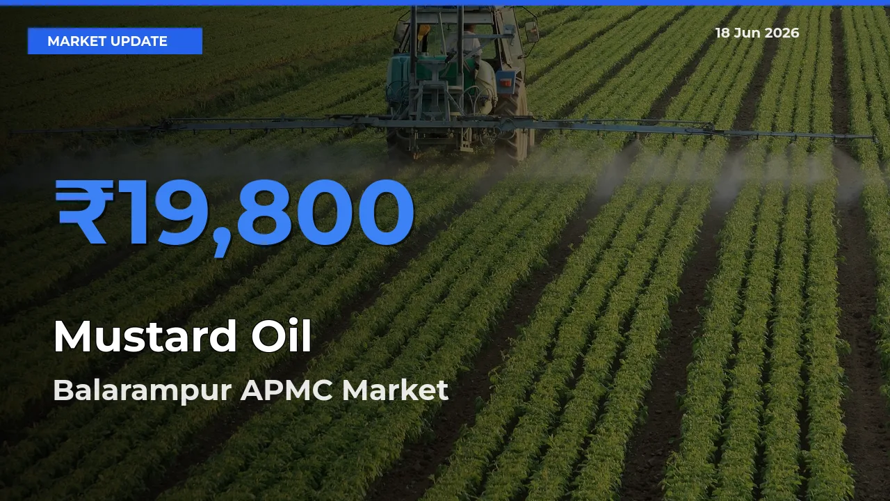 Farmers Prefer Balarampur APMC as Mustard Oil Hits Highest Rate