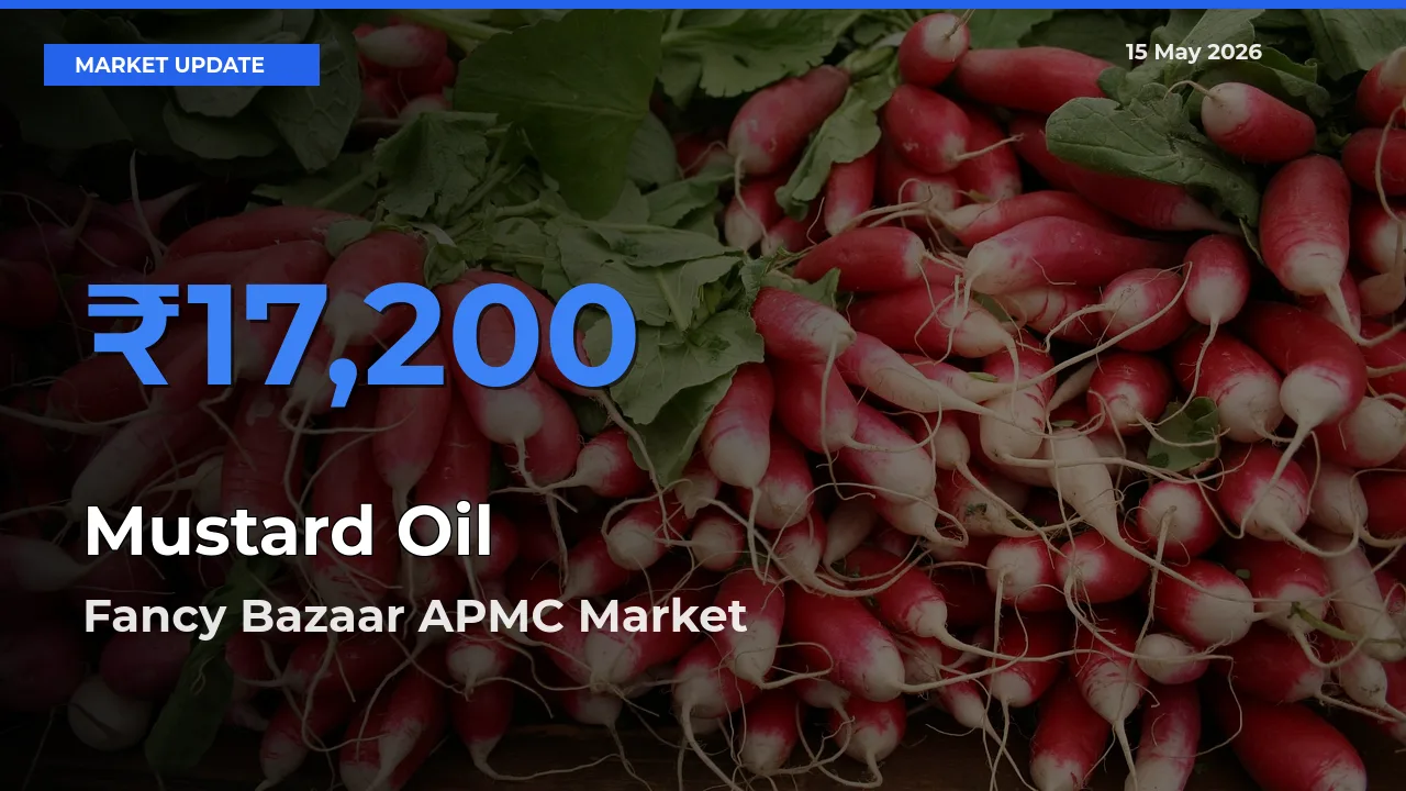 Fancy Bazaar APMC Offers ₹17,200 – Highest Mustard Oil Rate Today