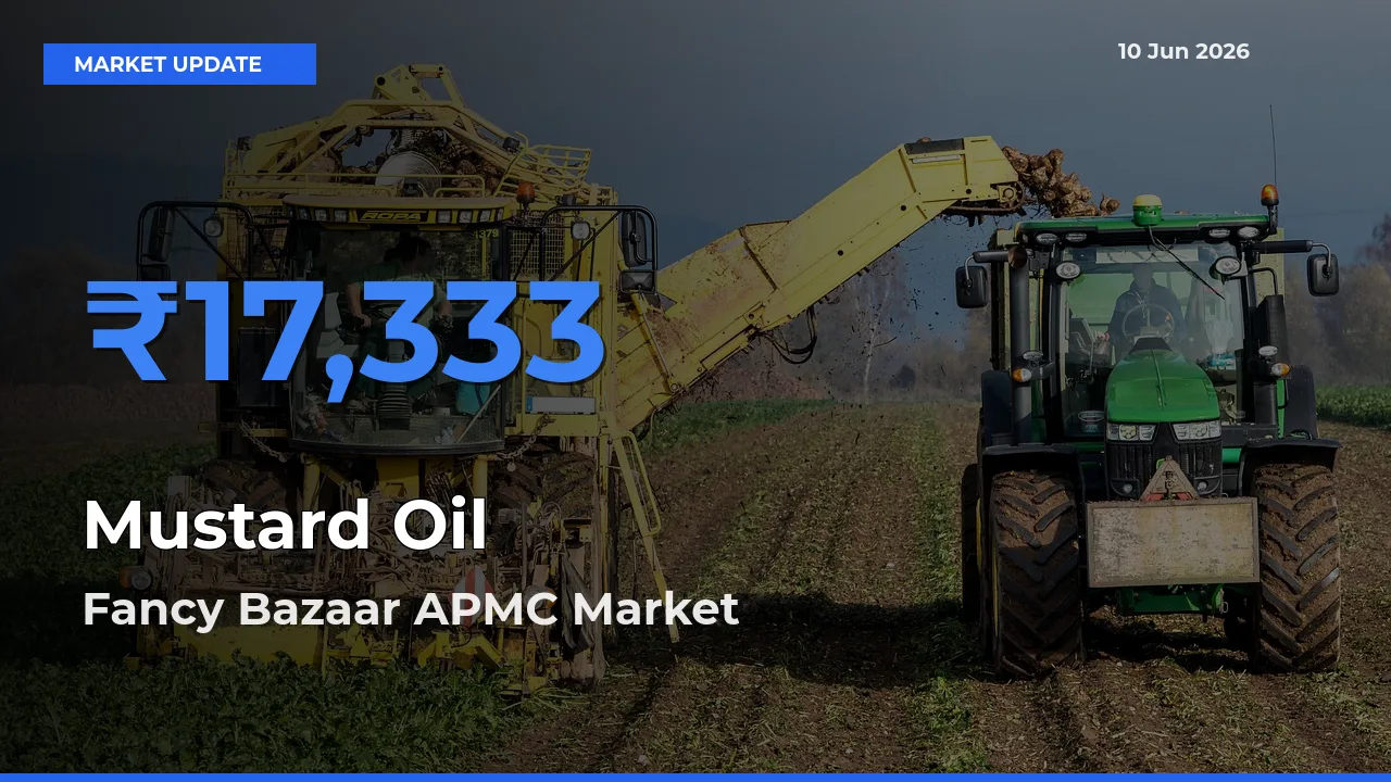 Fancy Bazaar APMC Tops Mustard Oil Mandi Rates Today