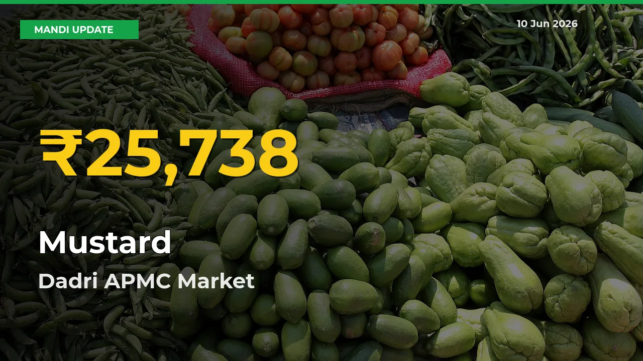 Mustard Mandi Rate Surges Today in Dadri APMC – Highest Level in 30 Days