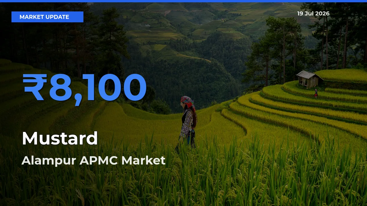 Mustard Mandi Rate Today: Alampur APMC Tops the List