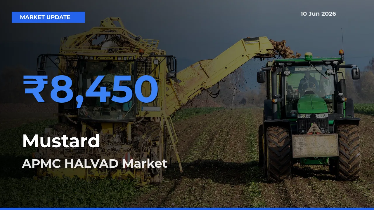 APMC HALVAD Tops Mustard Rates – June 10 Market Update