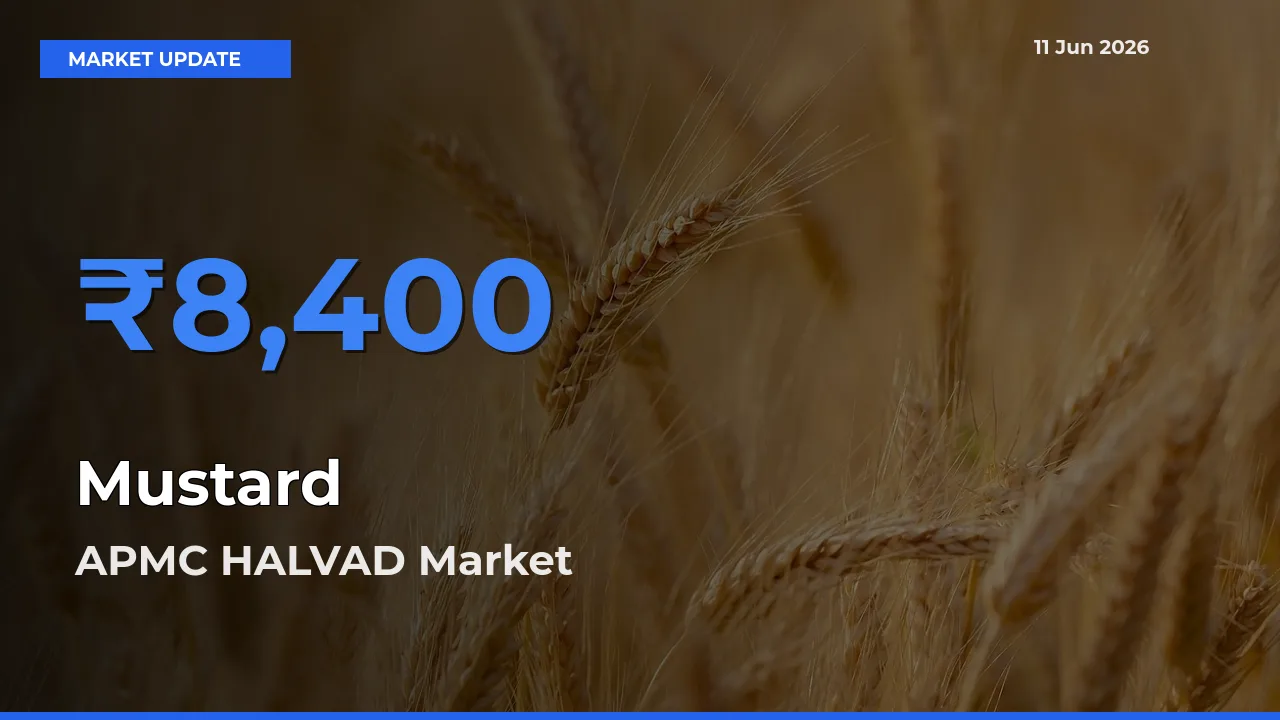 Farmers Prefer APMC HALVAD as Mustard Hits Highest Rate