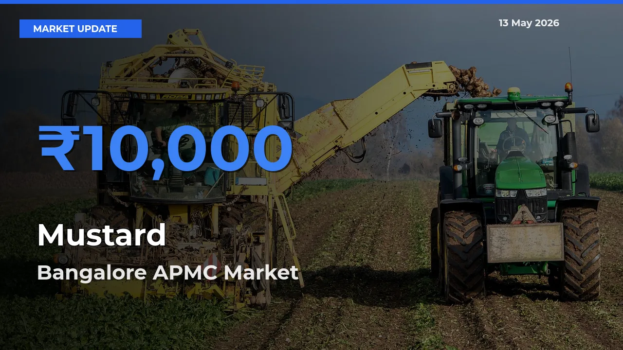 Market Watch: Bangalore APMC Becomes Top Mandi for Mustard